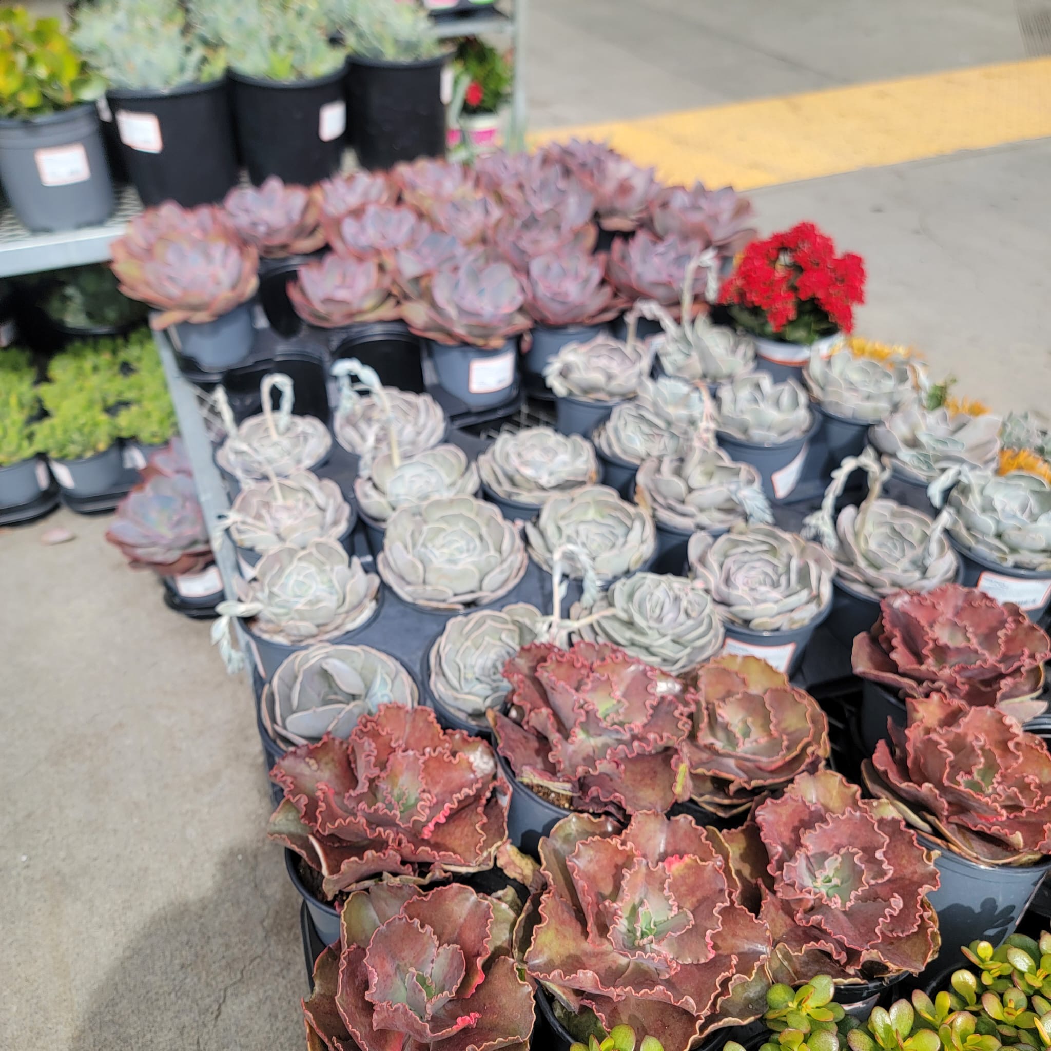 Juarez Landscaping